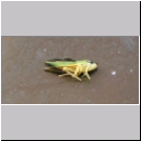 Graphocephala fennahi - Rhododendronzikade 02.jpg